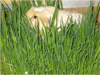 Comment cultiver l'herbe de blé à la maison - Facile - Cochon d