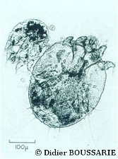 photo du parasite Sarcoptes scabiei