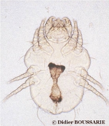 Cheyletiella parasitivorax