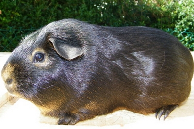 cochon d'Inde tan noir